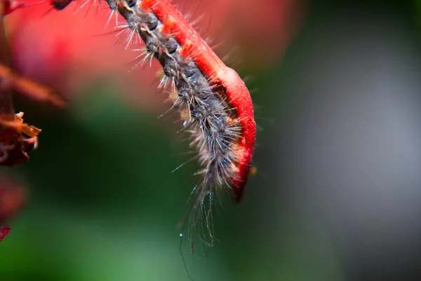 Stock image Caterpillar