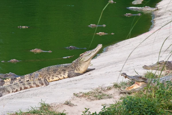 Crocodilo de água doce na raça de combinação — Fotografia de Stock