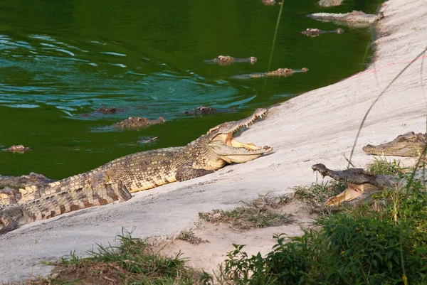Crocodile d'eau douce dans la race mixte — Photo