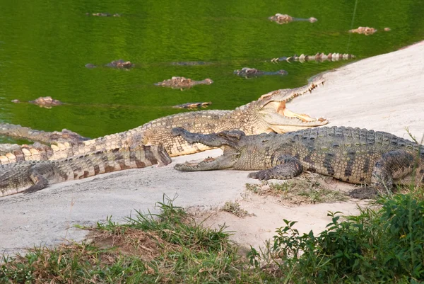 Crocodile d'eau douce dans la race mixte — Photo
