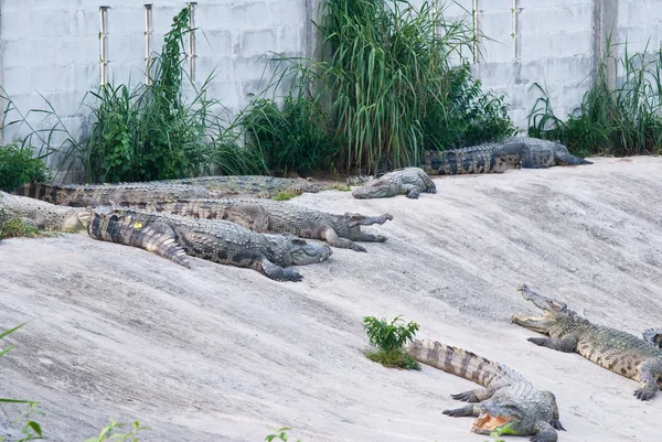 Crocodilo de água doce na raça de combinação — Fotografia de Stock