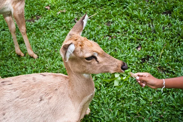 Feeding antler deer on glass — Stock Photo, Image