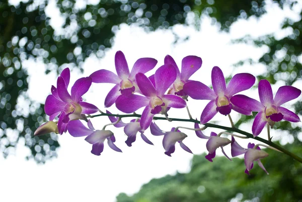Orquídea roxa no parque — Fotografia de Stock