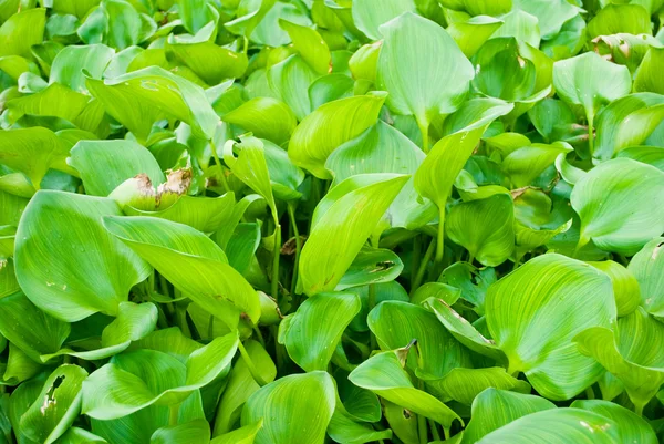 stock image Green leaf texture background