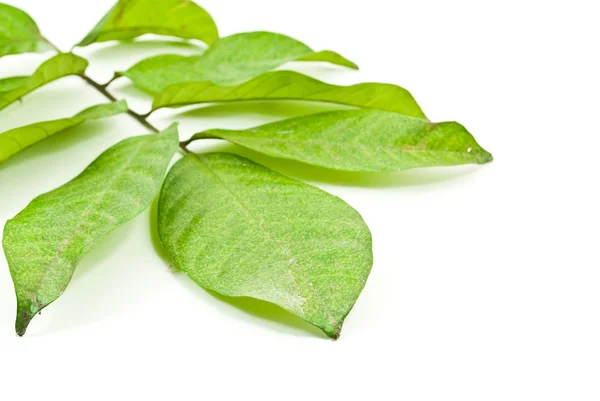 Vihreät tuoreet lehdet eristetty valkoisella pohjalla — kuvapankkivalokuva