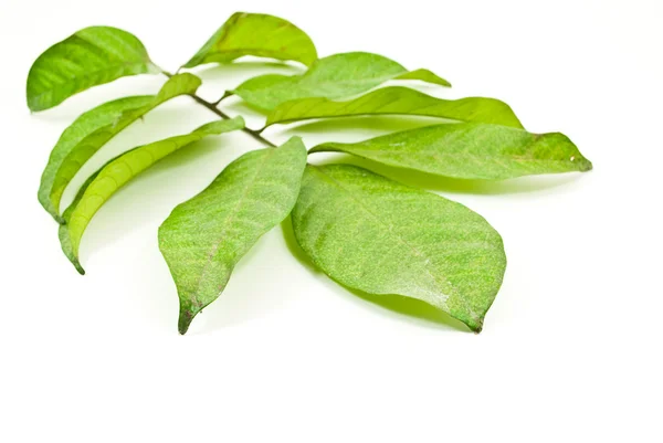 Grüne frische Blätter isoliert auf weißem Hintergrund — Stockfoto