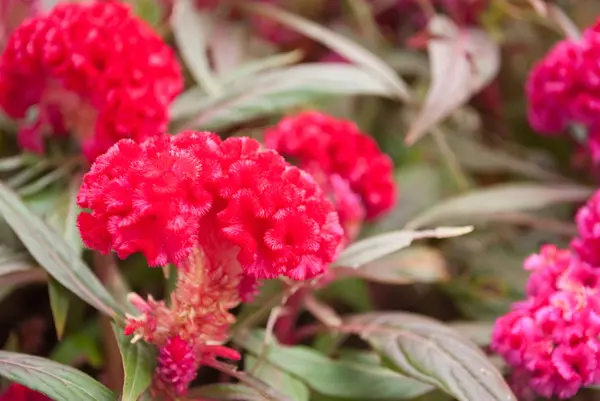 stock image Beautiful flowers