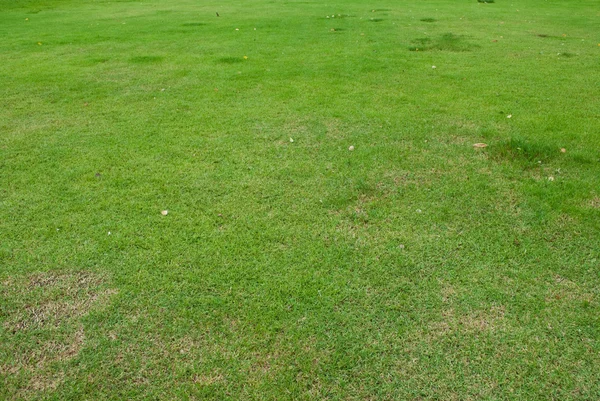 Doğal çim dokusu arka plan — Stok fotoğraf