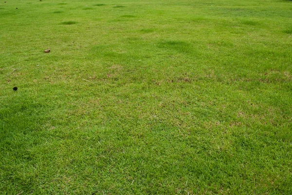 Naturen gräs textur bakgrund — Stockfoto