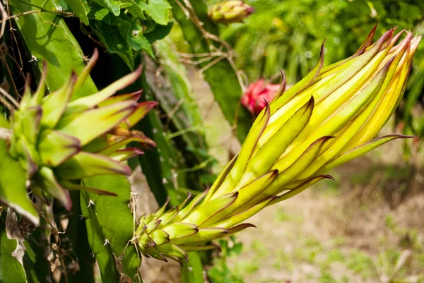 stock image Green dragon fruit in the park.