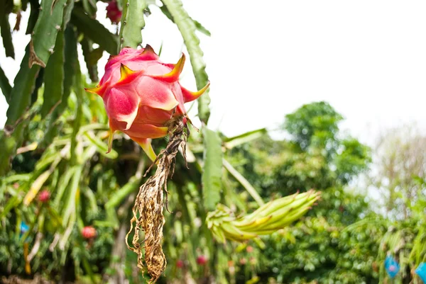Red dragon fruit in the park. — Stock Photo, Image