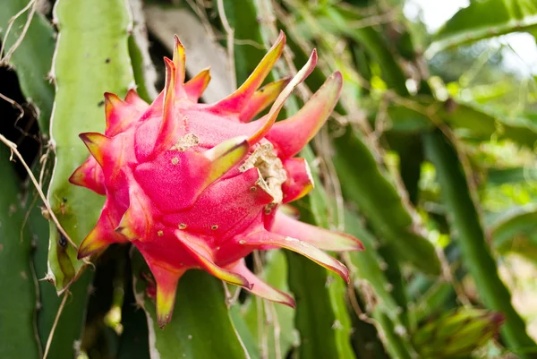 stock image Red dragon fruit in the park.