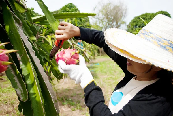 stock image Dragon fruit in the park