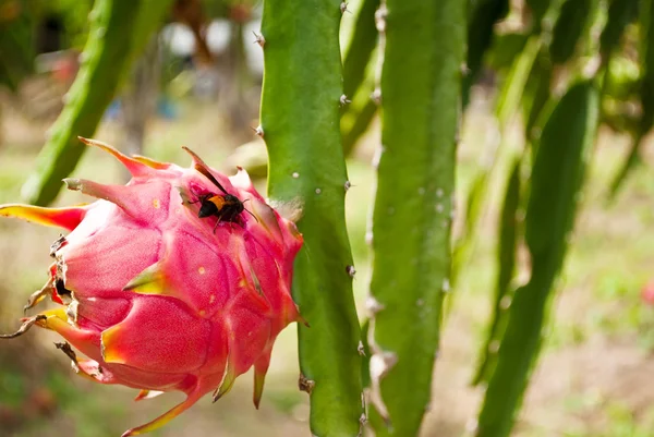 stock image Red dragon fruit in the park.