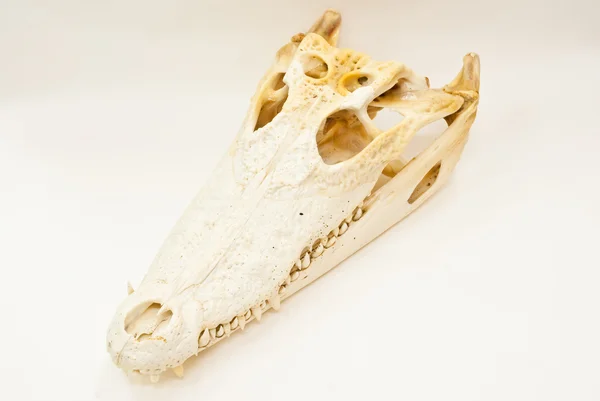 Cráneo de cocodrilo de agua dulce . — Foto de Stock