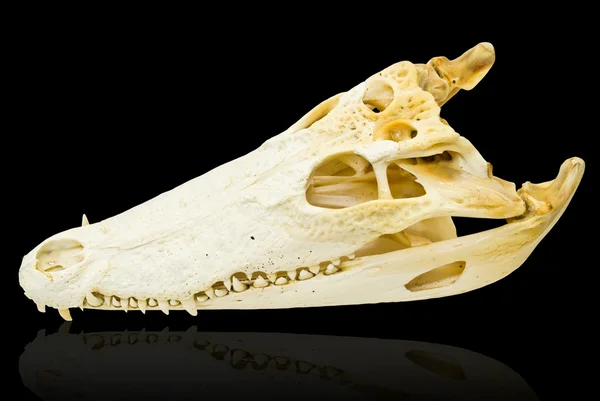 stock image Freshwater crocodile bone skull isolated on the black with clipping path.