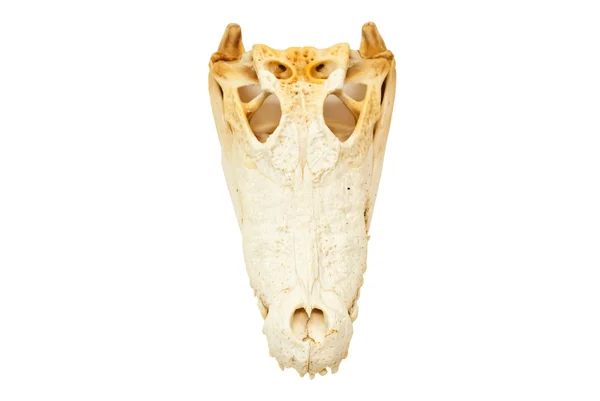 分離された淡水ワニの頭骨 — ストック写真