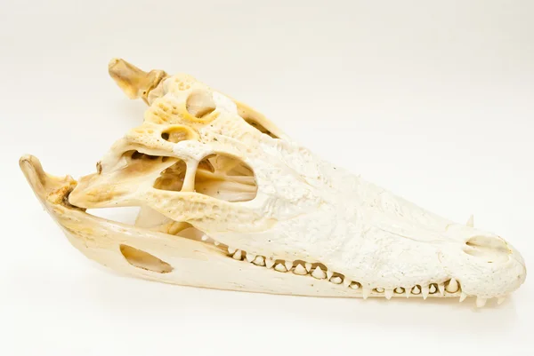 Cráneo de cocodrilo de agua dulce . —  Fotos de Stock