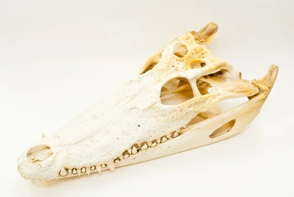 淡水のワニの頭骨. — ストック写真