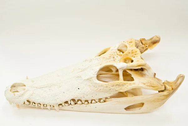 stock image Freshwater crocodile skull.