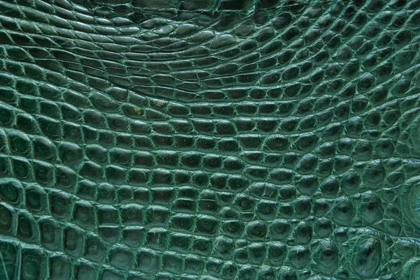 Fondo de textura de piel de cocodrilo de agua dulce verde . —  Fotos de Stock