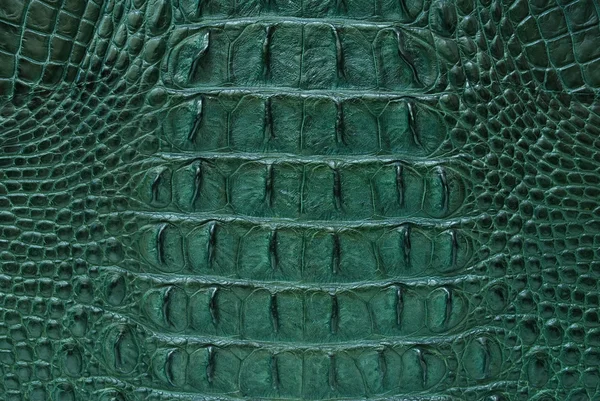 Green Freshwater crocodile bone skin texture background. — Stock Photo, Image