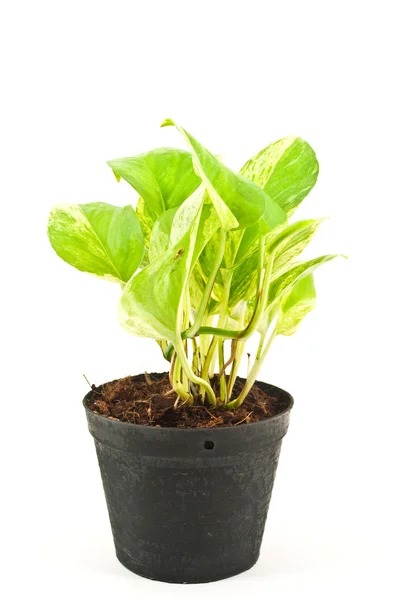 stock image Green plant isolated on the white.