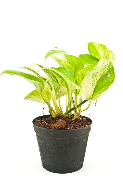 stock image Green plant isolated on the white.