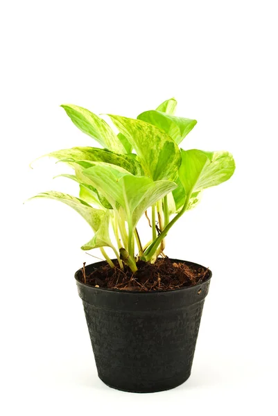 stock image Green plant isolated on the white.