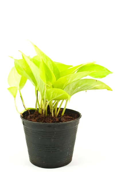 stock image Green plant isolated on the white.