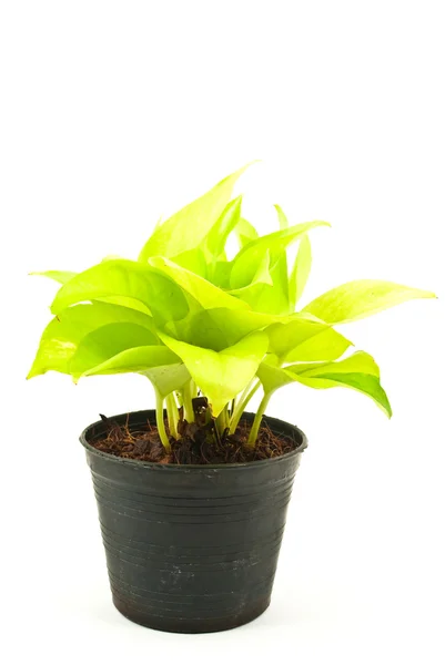 Stock image Green plant isolated on the white.