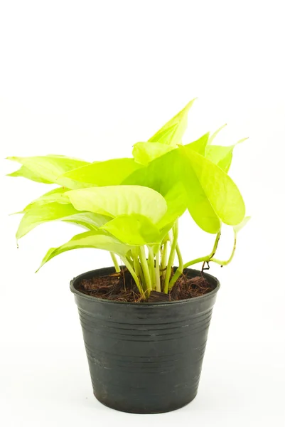 stock image Green plant isolated on the white.