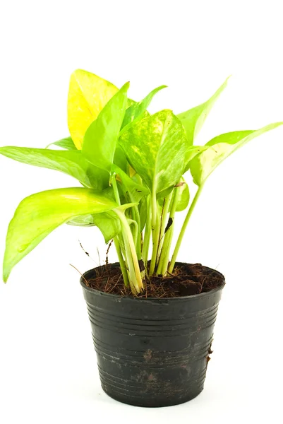 stock image Green plant isolated on the white.