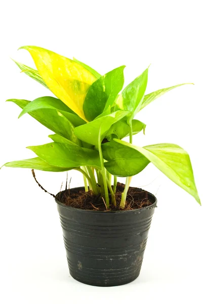 stock image Green plant isolated on the white.