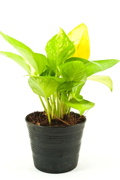 stock image Green plant isolated on the white.