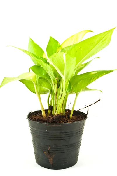 stock image Green plant isolated on the white.