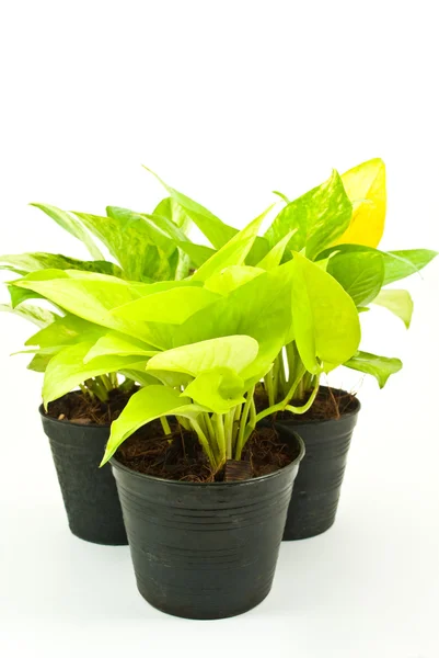 stock image Many Green plant isolated on the white.