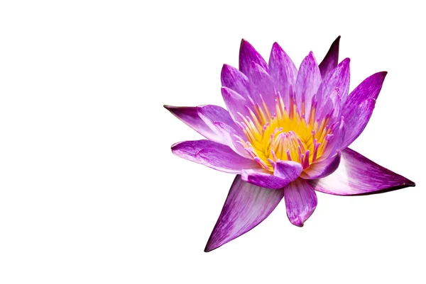 Close up purple lotus — Stock Photo, Image