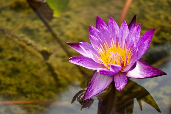Purple lotus in the nature. — Stock Photo, Image