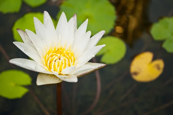 White lotus in the nature park. — Stock Photo, Image