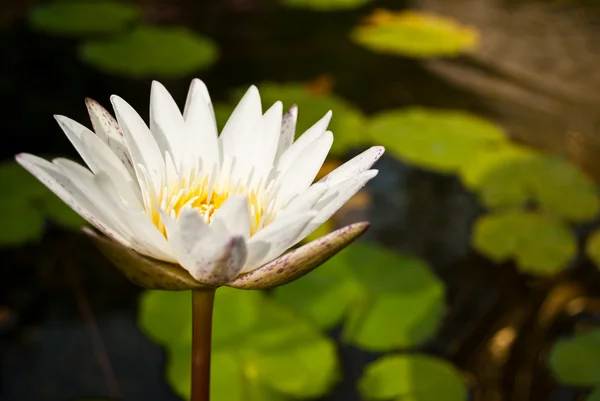 White lotus in the nature park — Stock Photo, Image