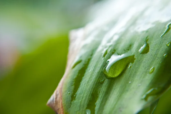 Su damlası yaprak yeşil doku — Stok fotoğraf