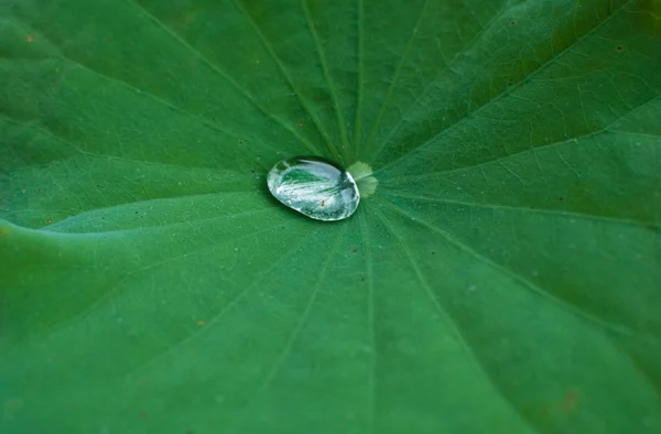 Water drop on green leaf texture — Stock Photo, Image