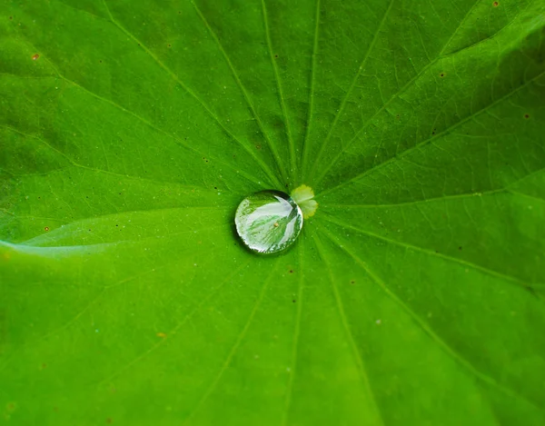Kapka vody na zelený list texturu — Stock fotografie