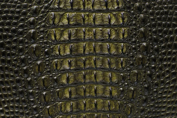 Krokodyl kości skóra tekstura tło. — Zdjęcie stockowe