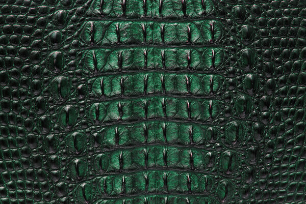 Костная ткань крокодила
.