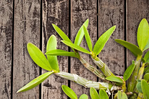 Orchidej listy na dřevo textury. — Stock fotografie