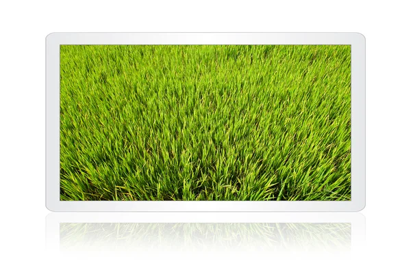 Champ de paddy dans l "écran de la tablette isoler sur le blanc . — Photo