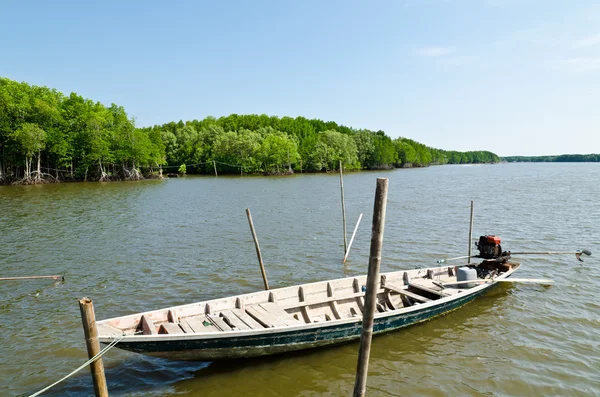 stock image Mangrove forest.