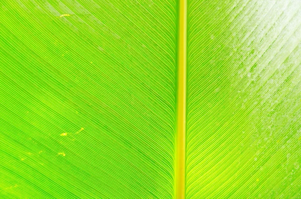 Liść zielony świeży banan. — Zdjęcie stockowe